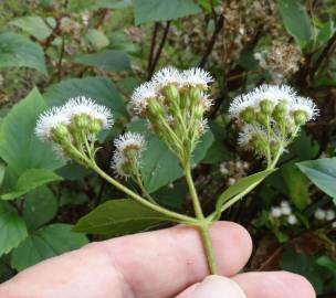 Fotografia da espécie Ageratina adenophora