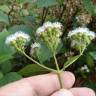 Fotografia 7 da espécie Ageratina adenophora do Jardim Botânico UTAD