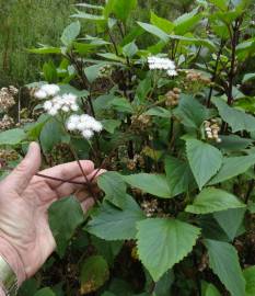 Fotografia da espécie Ageratina adenophora