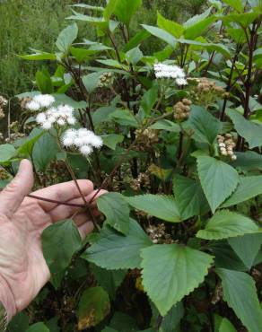 Fotografia 8 da espécie Ageratina adenophora no Jardim Botânico UTAD