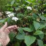 Fotografia 8 da espécie Ageratina adenophora do Jardim Botânico UTAD