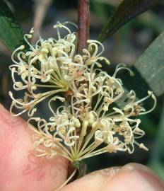 Fotografia da espécie Hakea salicifolia