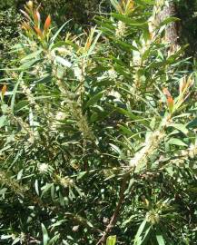 Fotografia da espécie Hakea salicifolia