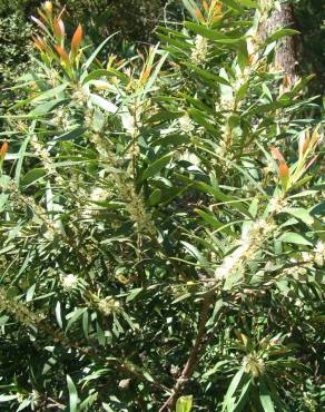 Fotografia 11 da espécie Hakea salicifolia no Jardim Botânico UTAD