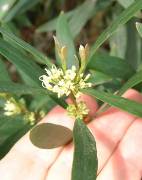 Fotografia 12 da espécie Hakea salicifolia no Jardim Botânico UTAD