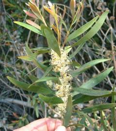 Fotografia da espécie Hakea salicifolia