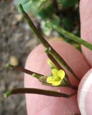 Fotografia da espécie Diplotaxis viminea