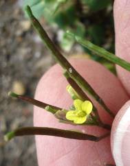 Diplotaxis viminea