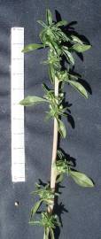 Fotografia da espécie Amaranthus blitoides