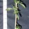 Fotografia 5 da espécie Amaranthus blitoides do Jardim Botânico UTAD