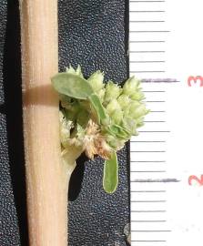 Fotografia da espécie Amaranthus blitoides