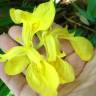 Fotografia 5 da espécie Iris pseudacorus do Jardim Botânico UTAD