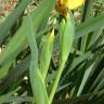 Fotografia 6 da espécie Iris pseudacorus do Jardim Botânico UTAD