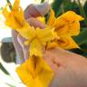 Fotografia 7 da espécie Iris pseudacorus do Jardim Botânico UTAD