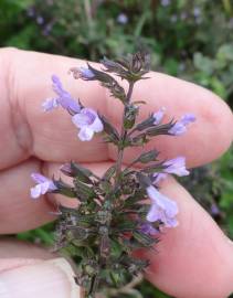 Fotografia da espécie Clinopodium nepeta