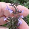 Fotografia 5 da espécie Clinopodium nepeta do Jardim Botânico UTAD