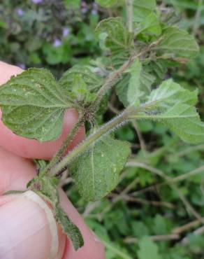 Fotografia 7 da espécie Clinopodium nepeta no Jardim Botânico UTAD