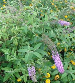 Fotografia da espécie Buddleja davidii