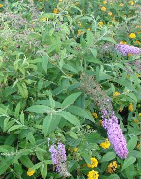 Fotografia 7 da espécie Buddleja davidii no Jardim Botânico UTAD