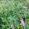 Fotografia 7 da espécie Buddleja davidii do Jardim Botânico UTAD