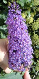 Fotografia da espécie Buddleja davidii