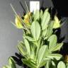 Fotografia 6 da espécie Ononis viscosa subesp. breviflora do Jardim Botânico UTAD