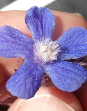 Fotografia 4 da espécie Anchusa azurea no Jardim Botânico UTAD