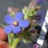 Fotografia 6 da espécie Anchusa azurea do Jardim Botânico UTAD