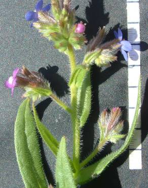 Fotografia 9 da espécie Anchusa azurea no Jardim Botânico UTAD