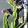 Fotografia 9 da espécie Anchusa azurea do Jardim Botânico UTAD