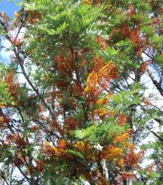 Fotografia da espécie Grevillea robusta