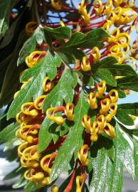 Fotografia da espécie Grevillea robusta