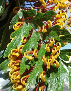 Fotografia 14 da espécie Grevillea robusta no Jardim Botânico UTAD