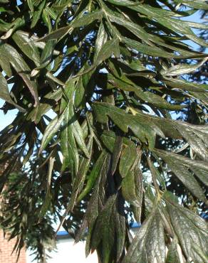 Fotografia 15 da espécie Grevillea robusta no Jardim Botânico UTAD