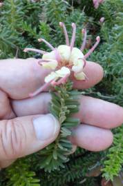 Fotografia da espécie Grevillea lanigera