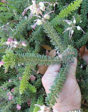 Fotografia 6 da espécie Grevillea lanigera no Jardim Botânico UTAD