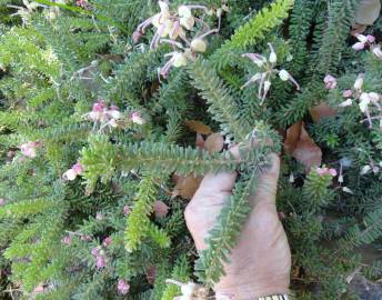 Fotografia da espécie Grevillea lanigera