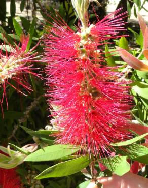 Fotografia 7 da espécie Callistemon citrinus no Jardim Botânico UTAD