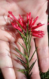 Fotografia da espécie Grevillea juniperina