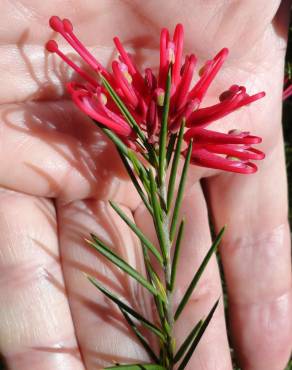 Fotografia 7 da espécie Grevillea juniperina no Jardim Botânico UTAD