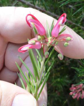 Fotografia 8 da espécie Grevillea juniperina no Jardim Botânico UTAD