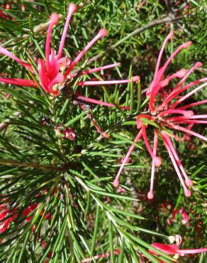 Fotografia 10 da espécie Grevillea juniperina no Jardim Botânico UTAD