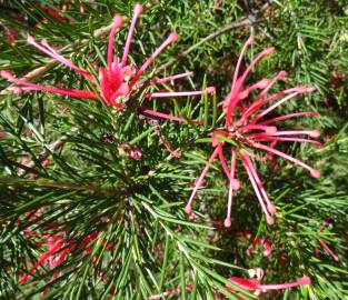 Fotografia da espécie Grevillea juniperina