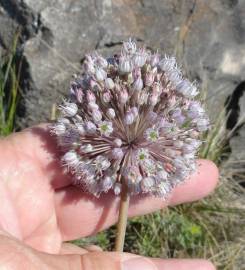 Fotografia da espécie Allium guttatum subesp. sardoum