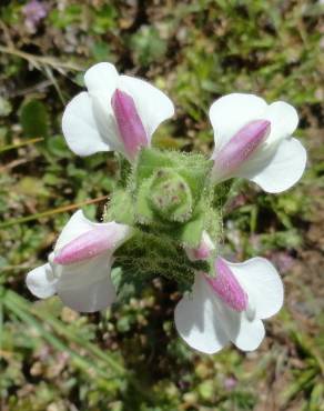 Fotografia 10 da espécie Bartsia trixago no Jardim Botânico UTAD