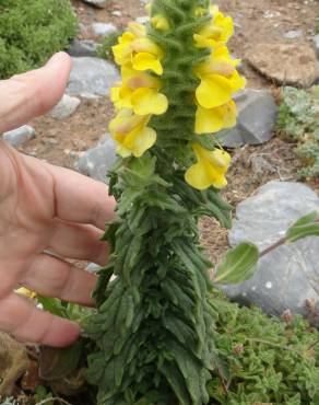 Fotografia 11 da espécie Bartsia trixago no Jardim Botânico UTAD