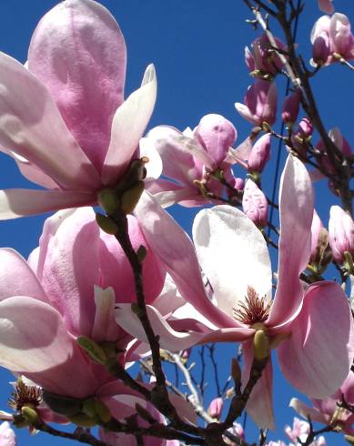 Fotografia de capa Magnolia x soulangeana - do Jardim Botânico