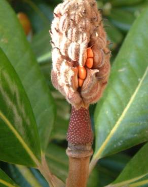 Fotografia 9 da espécie Magnolia grandiflora no Jardim Botânico UTAD