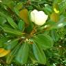 Fotografia 10 da espécie Magnolia grandiflora do Jardim Botânico UTAD