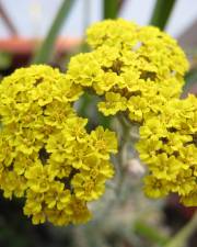 Fotografia da espécie Achillea ageratum